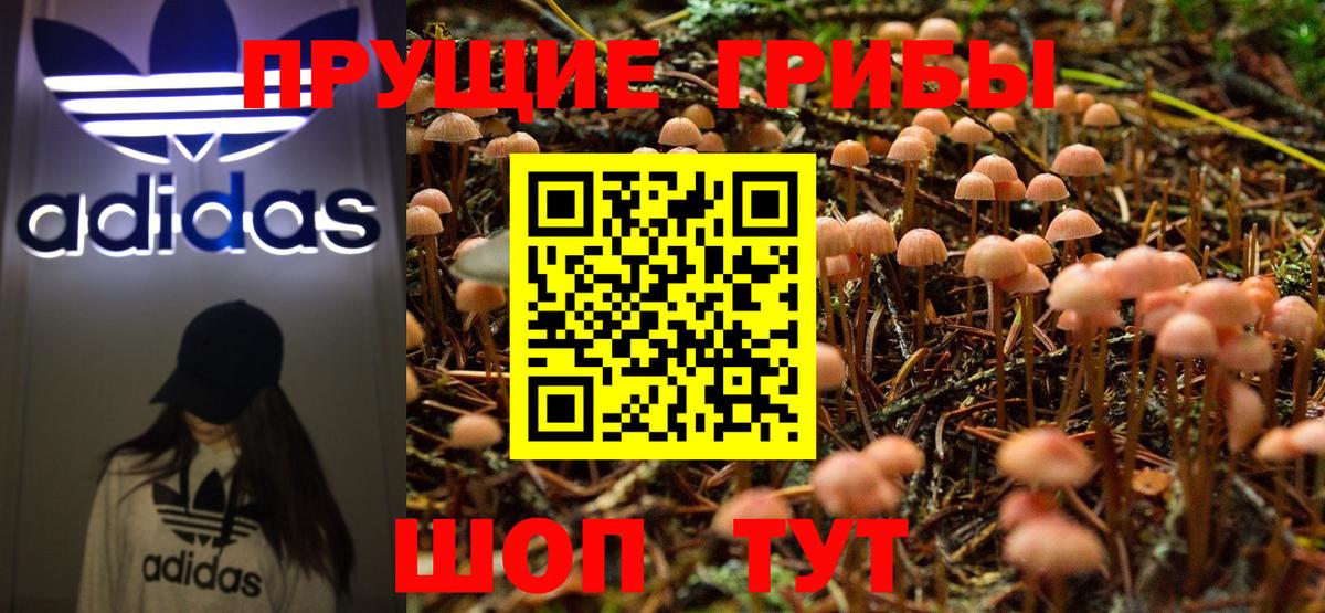 Псилоцибиновые грибы Cubensis Коркино